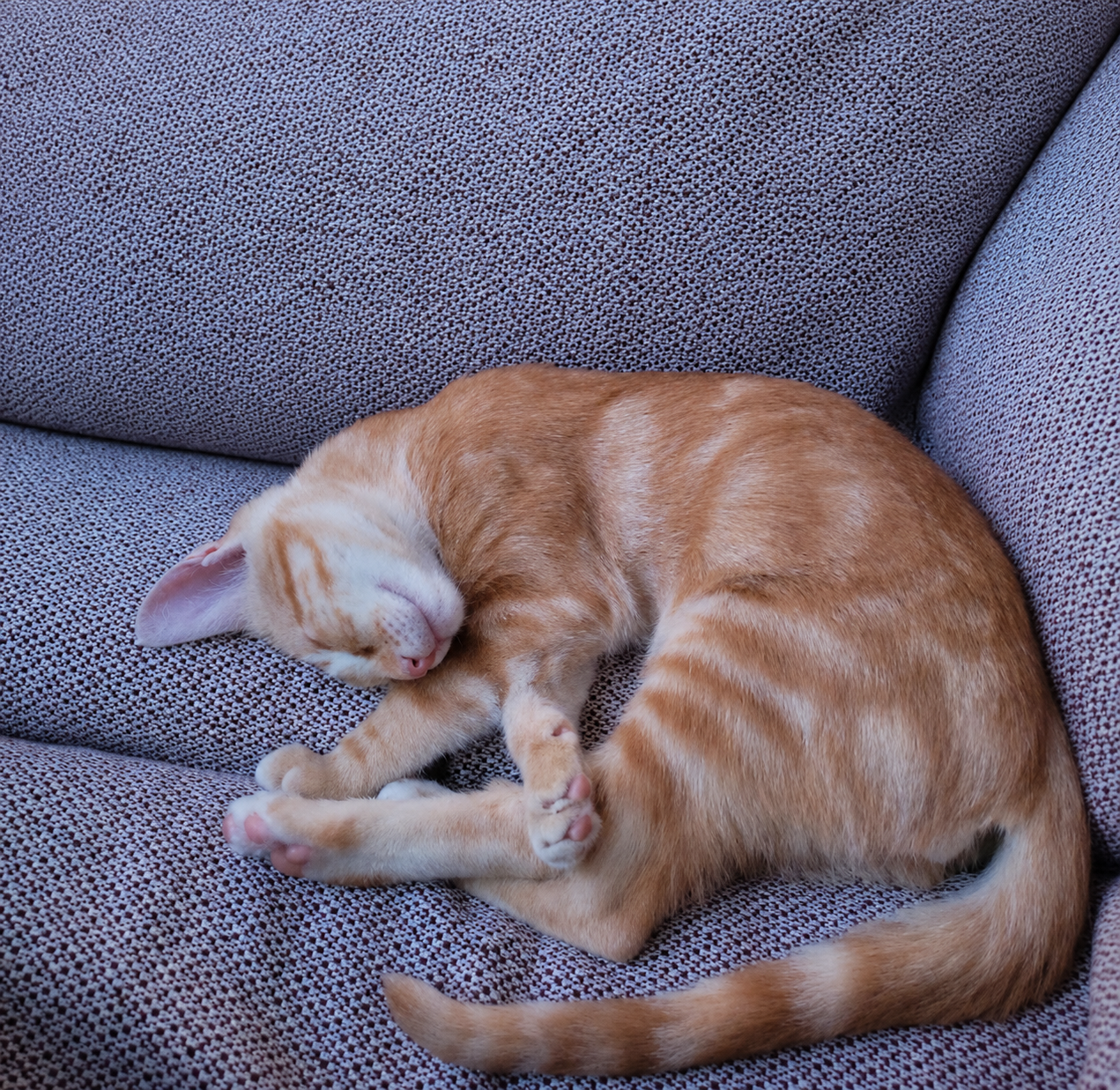Pet Animal Hybrid