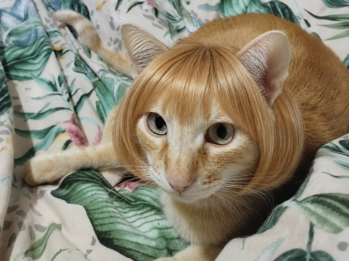 Pet Haircut From Image